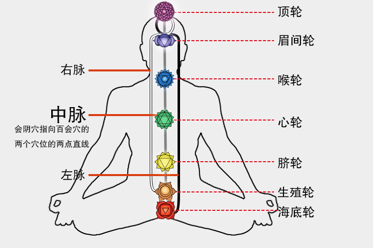中脉的准确位置图和作用