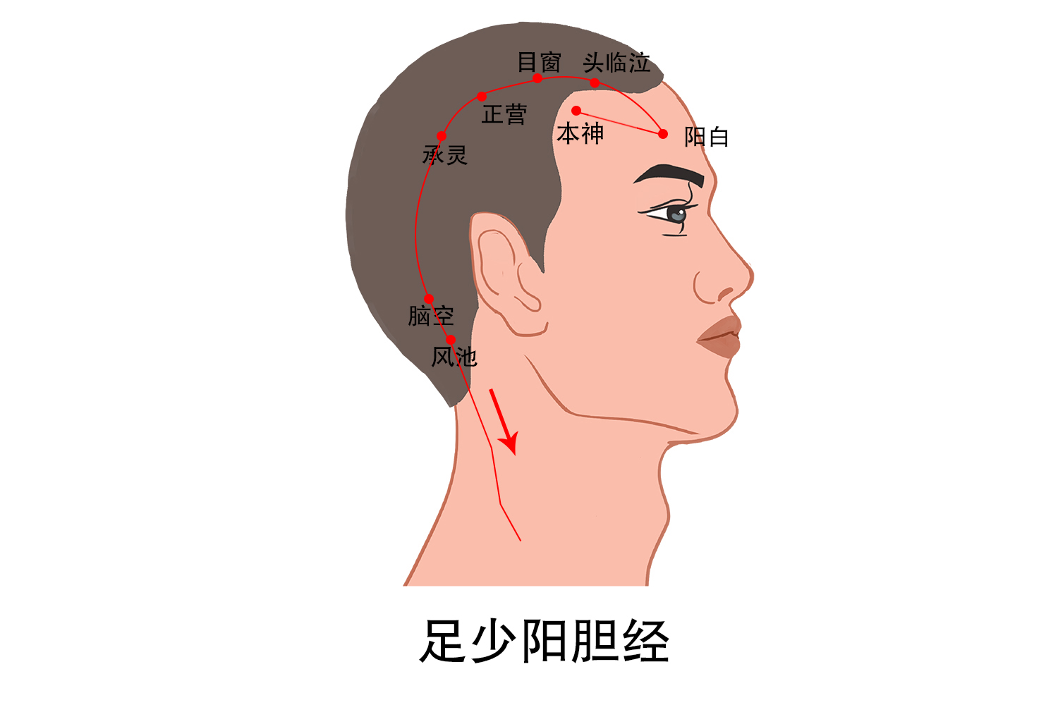 头部经络图反射区图