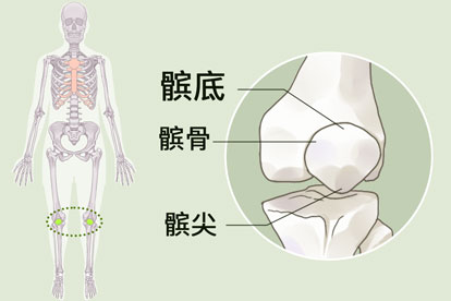 髌底内侧端位置图