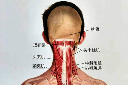 项韧带解剖图