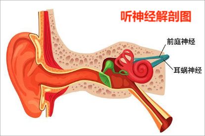 面听神经解剖图 | 百度健康·医学科普