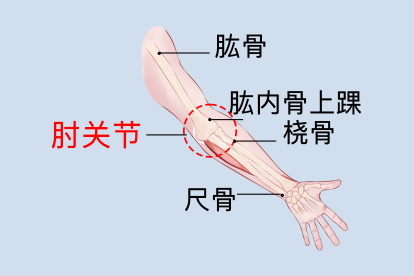 手肘内侧部位图