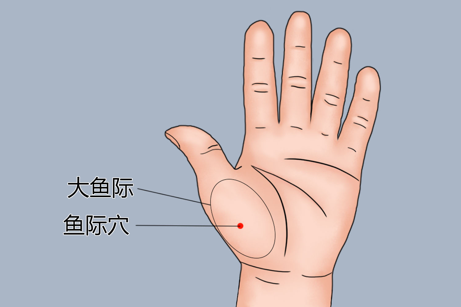 大鱼际的位置图片 | 百度健康·医学科普