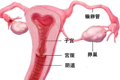子宫及附件解剖图