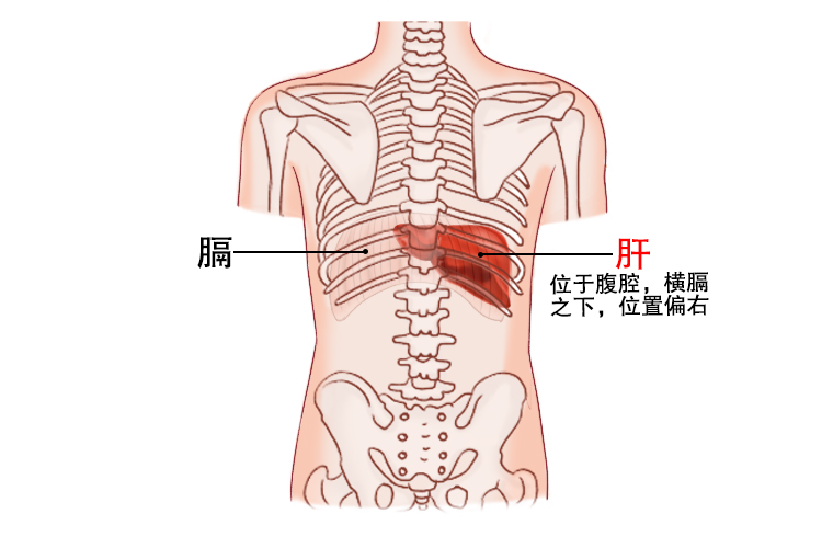 后背肝位置图