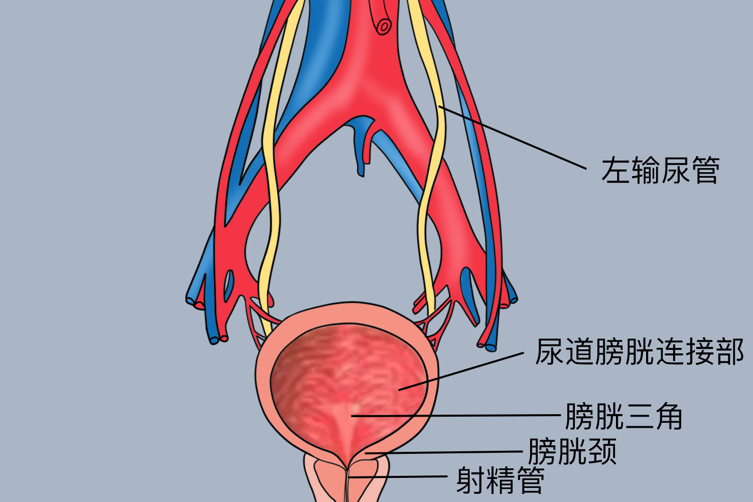 左下腹泌尿系统图