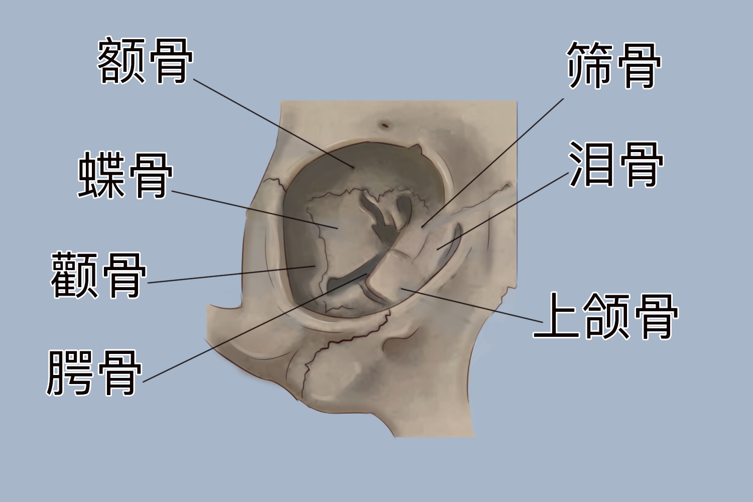 眼眶结构图