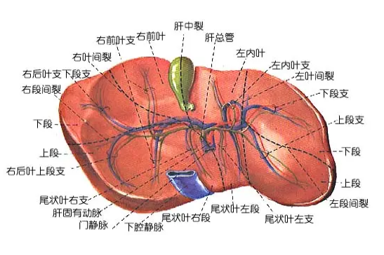 肝门解剖结构图