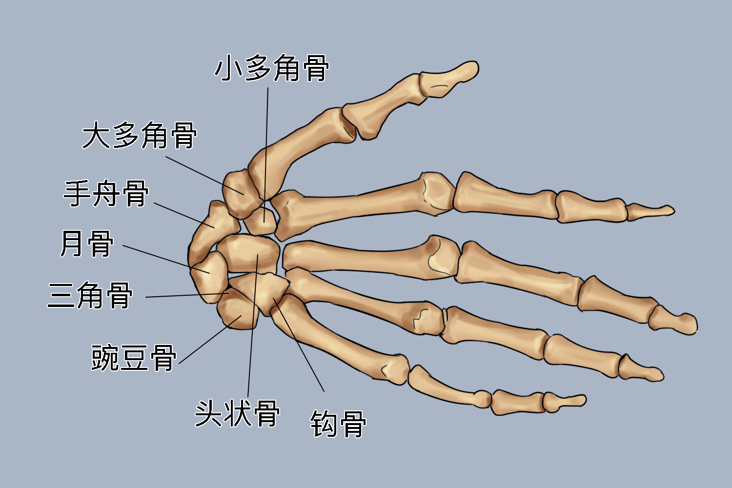 手大多角骨位置图