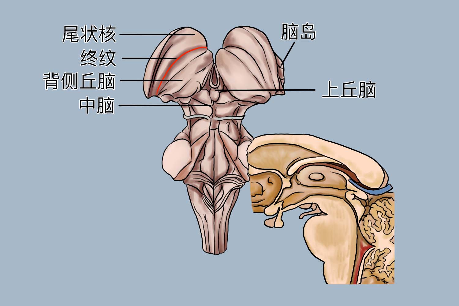 间脑五个部分的结构图