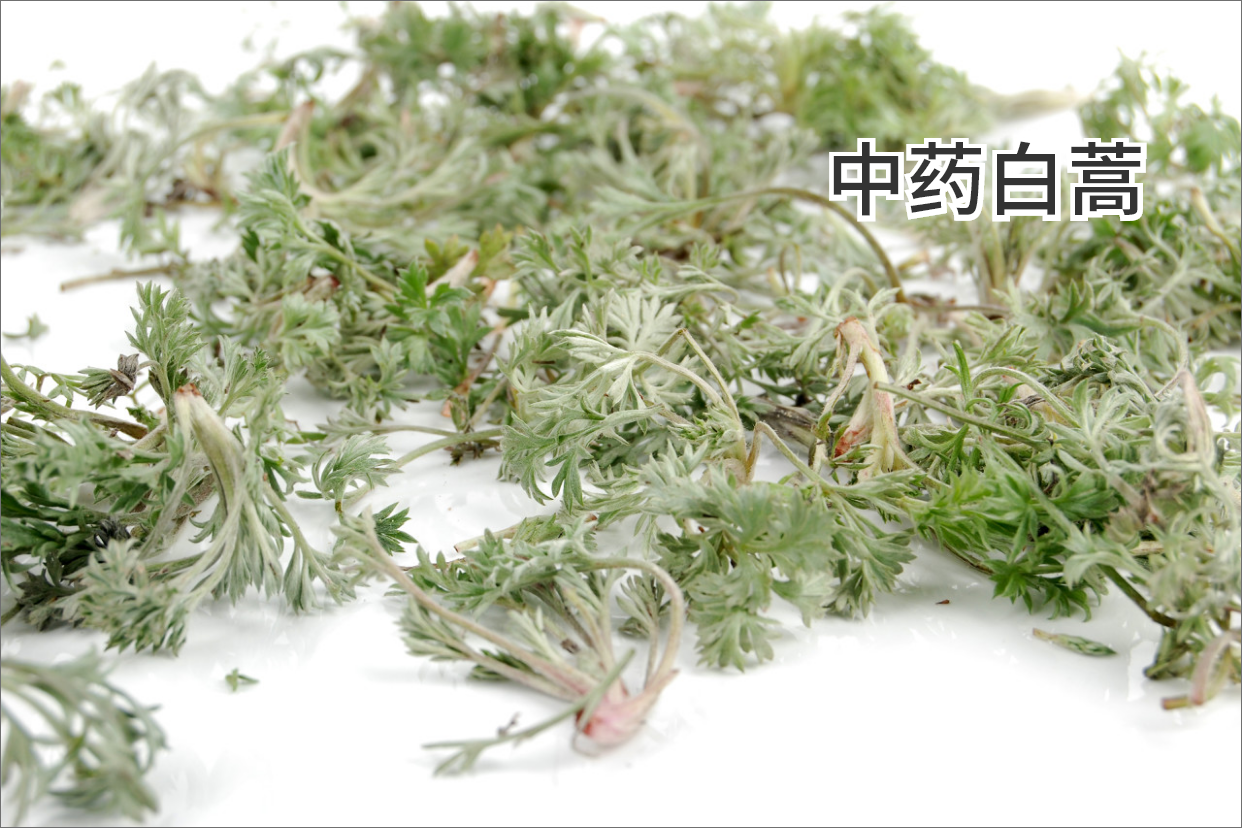 白蒿和茵陈是一种中药材吗图片