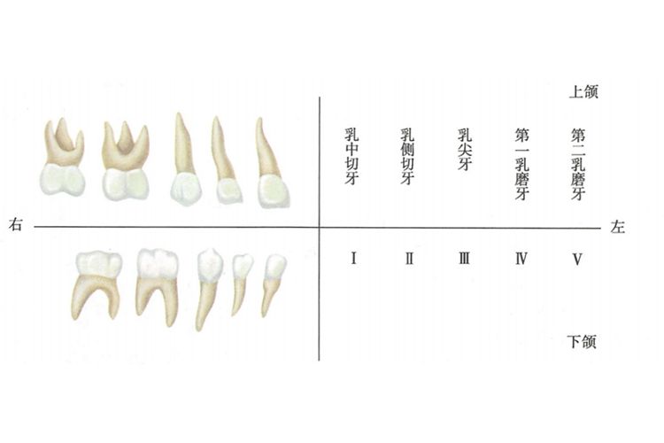 正常牙齿牙根图片 | 百度健康·医学科普