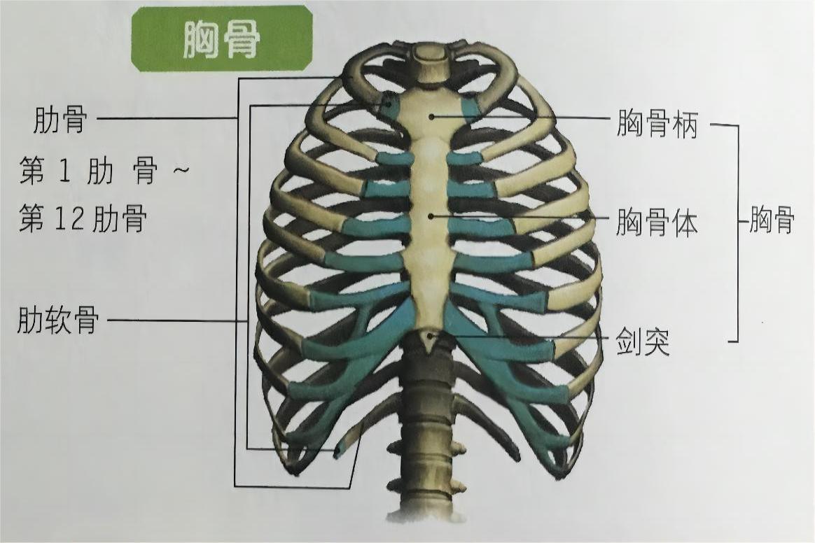 胸骨结构图和名称
