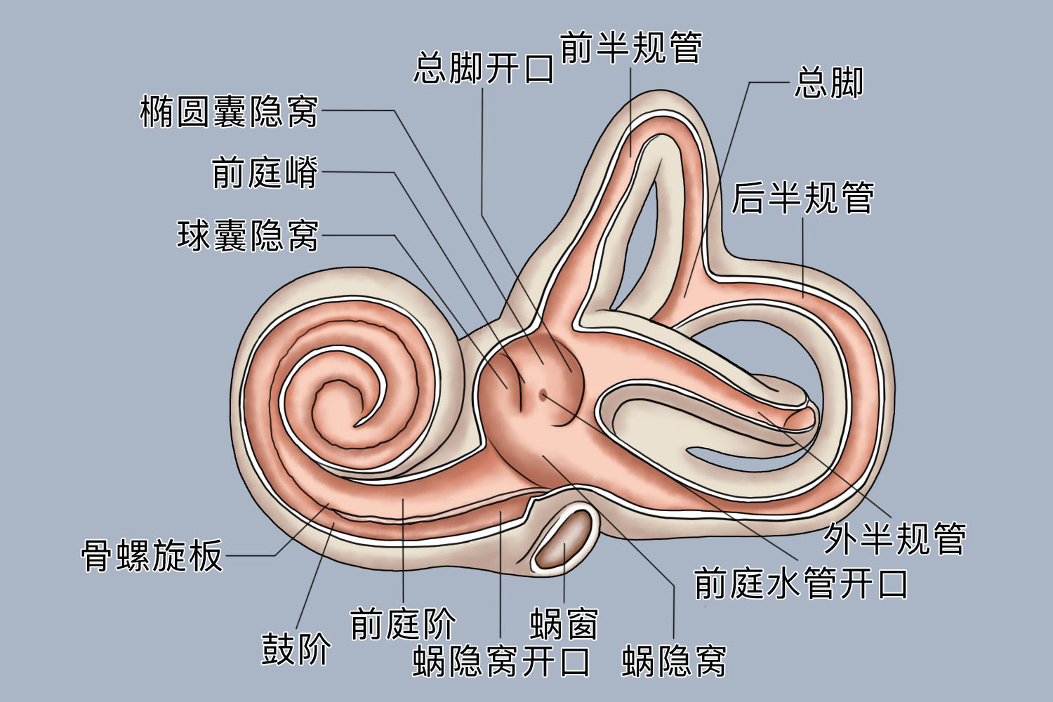 前廷是人体哪个部位 | 百度健康·医学科普