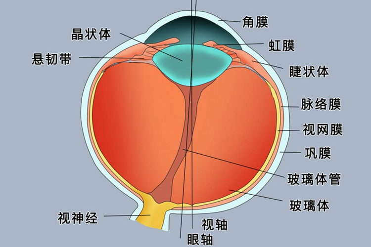 角膜图