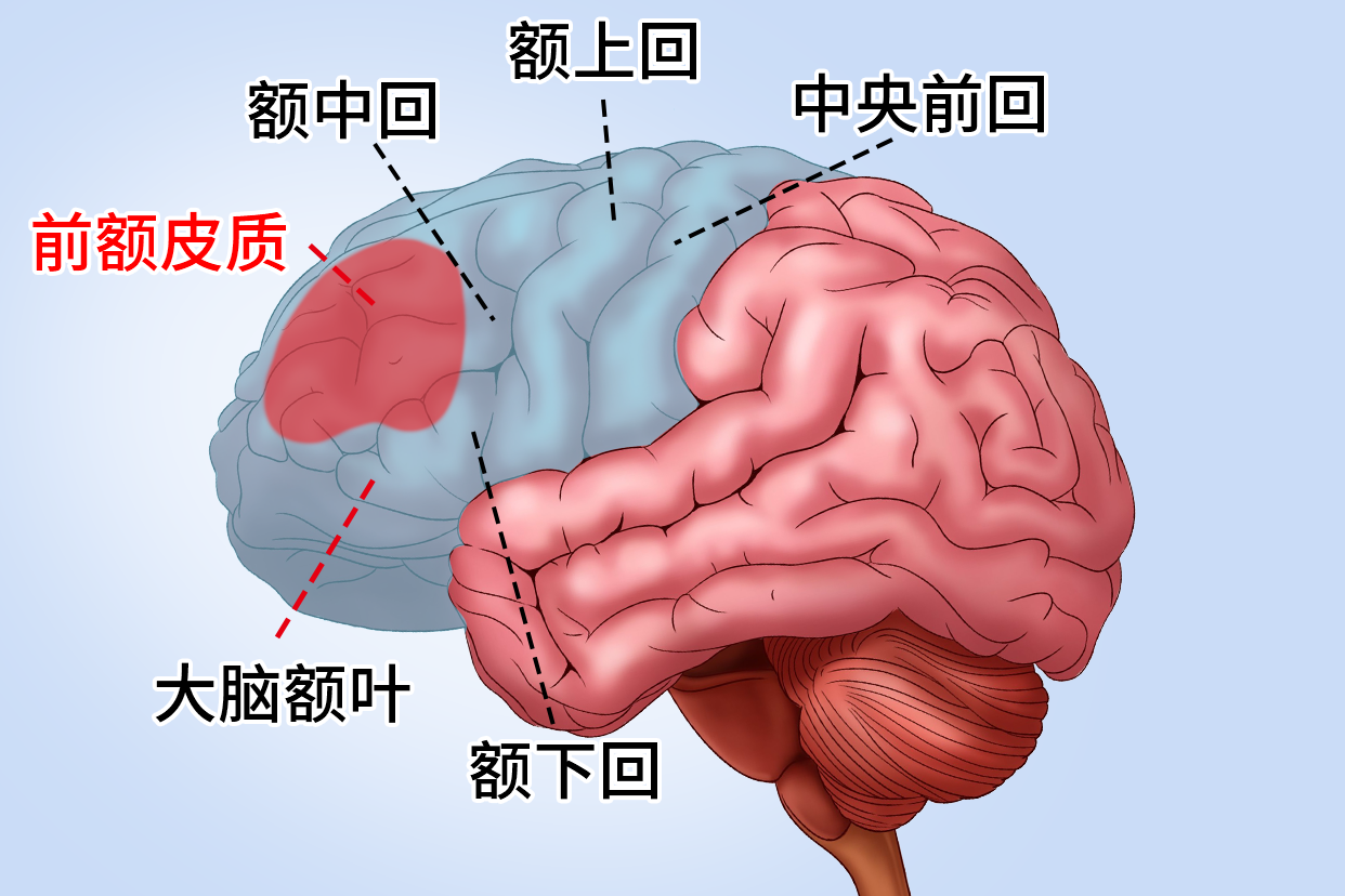 前额皮质的具体位置 | 百度健康·医学科普