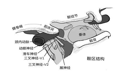 大脑鞍区示意图