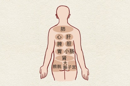 人体背部对应的器官图 | 百度健康·医学科普