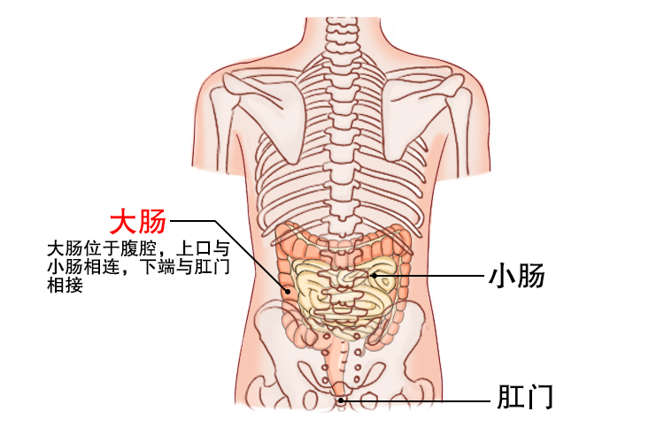 后背大肠位置图