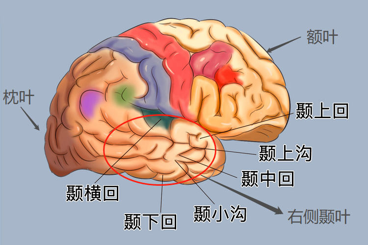 右颞叶在头的哪个位置图片