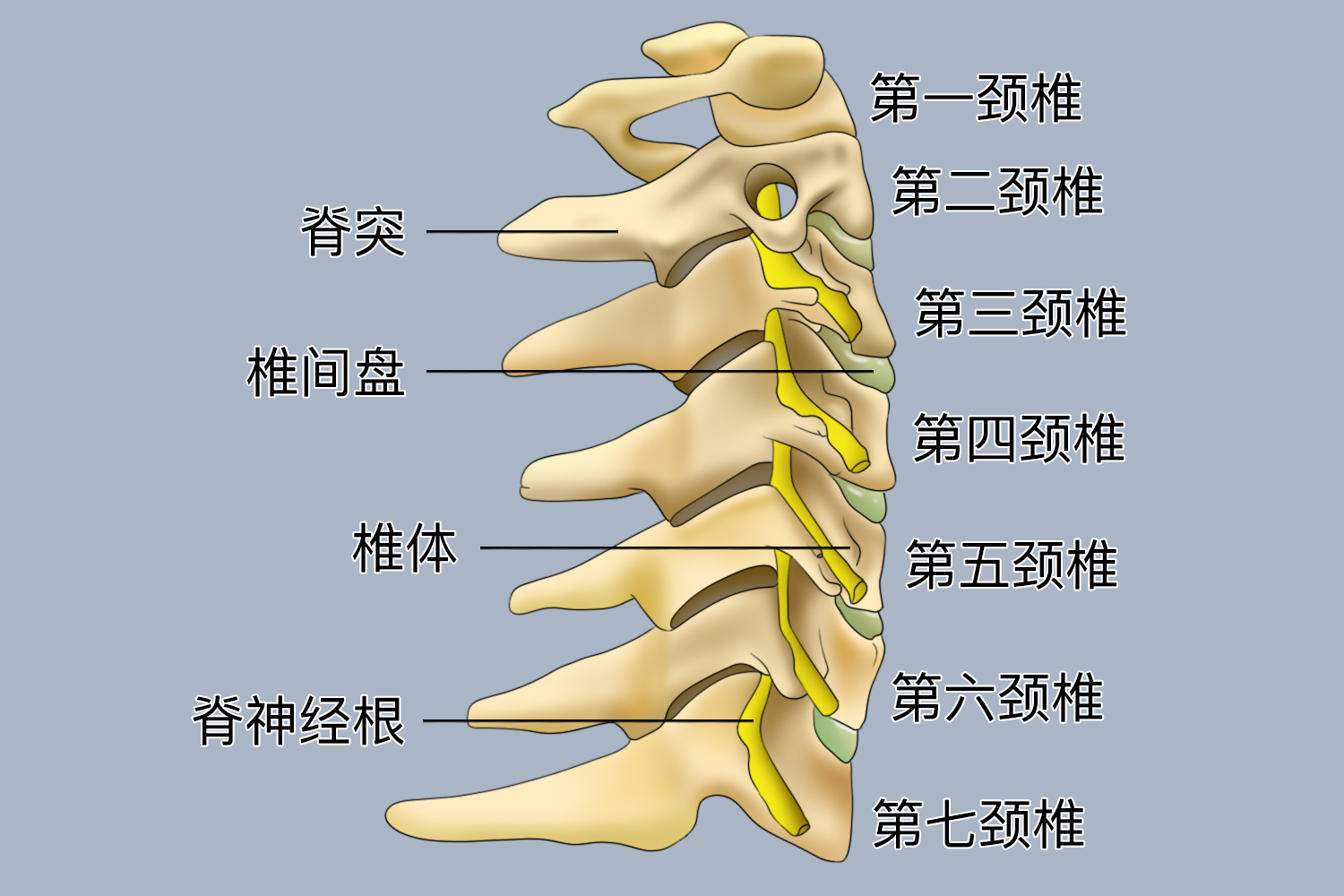 正常颈椎和突出颈椎图片大全