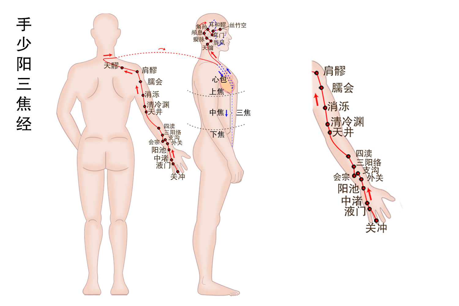 手少阳三焦经图