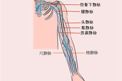 上臂静脉解剖图片