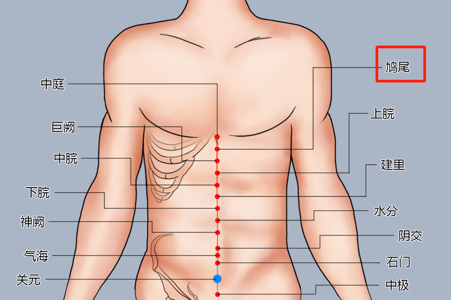 鸠尾穴位置图
