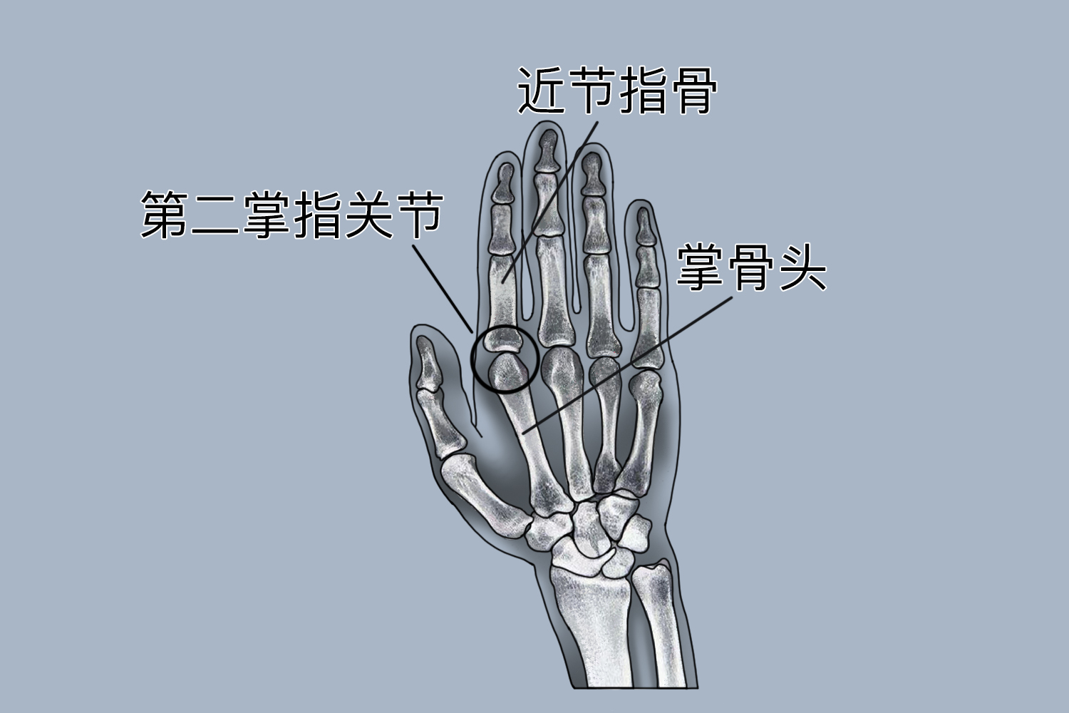 第二掌指关节位置图