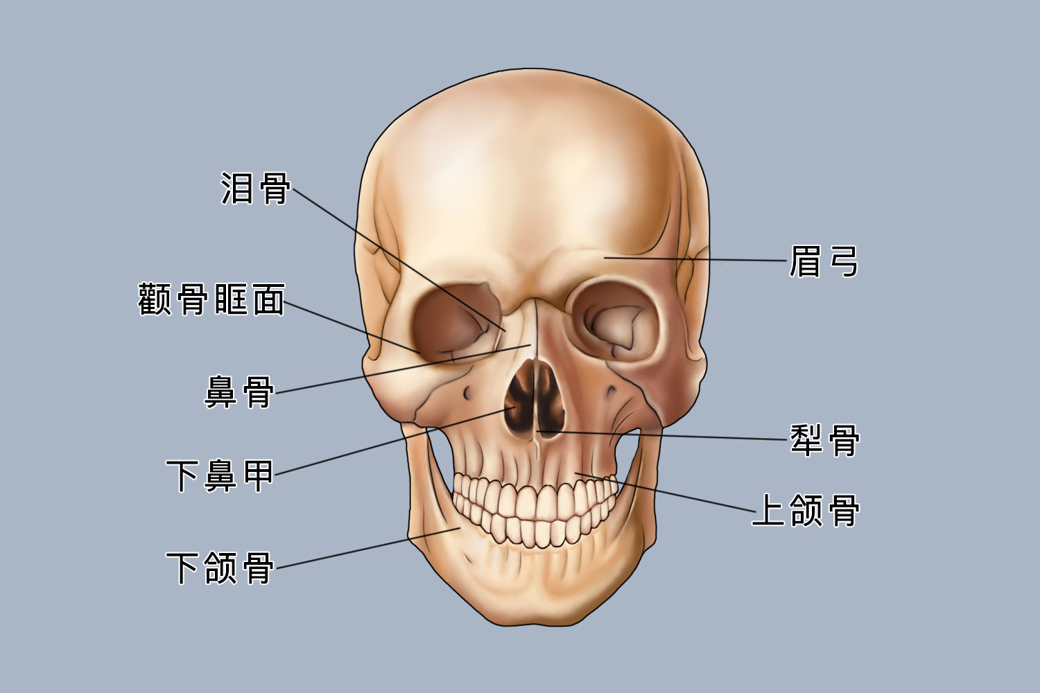 面部骨骼解剖图