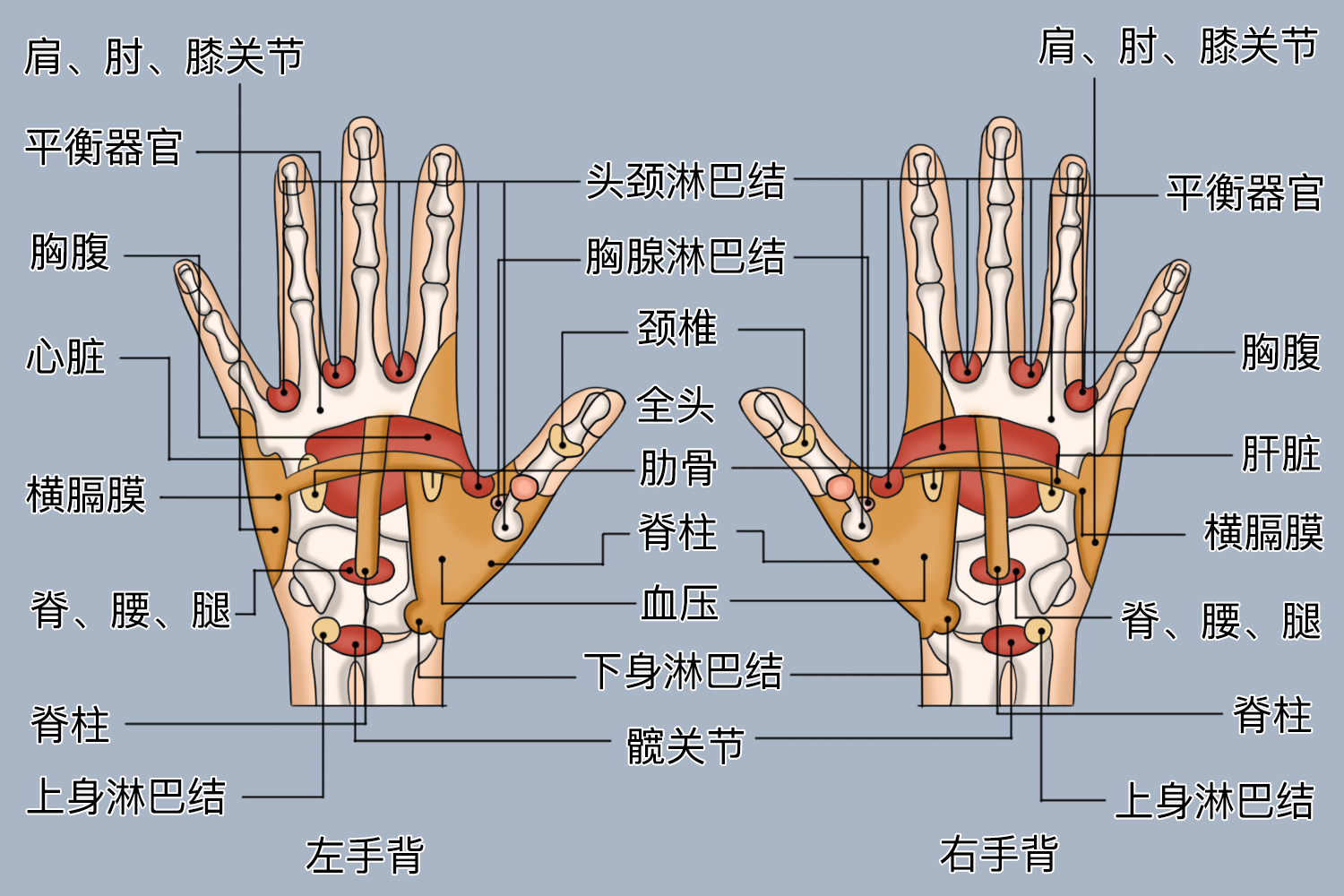 手部的反射区图解大全 | 百度健康·医学科普