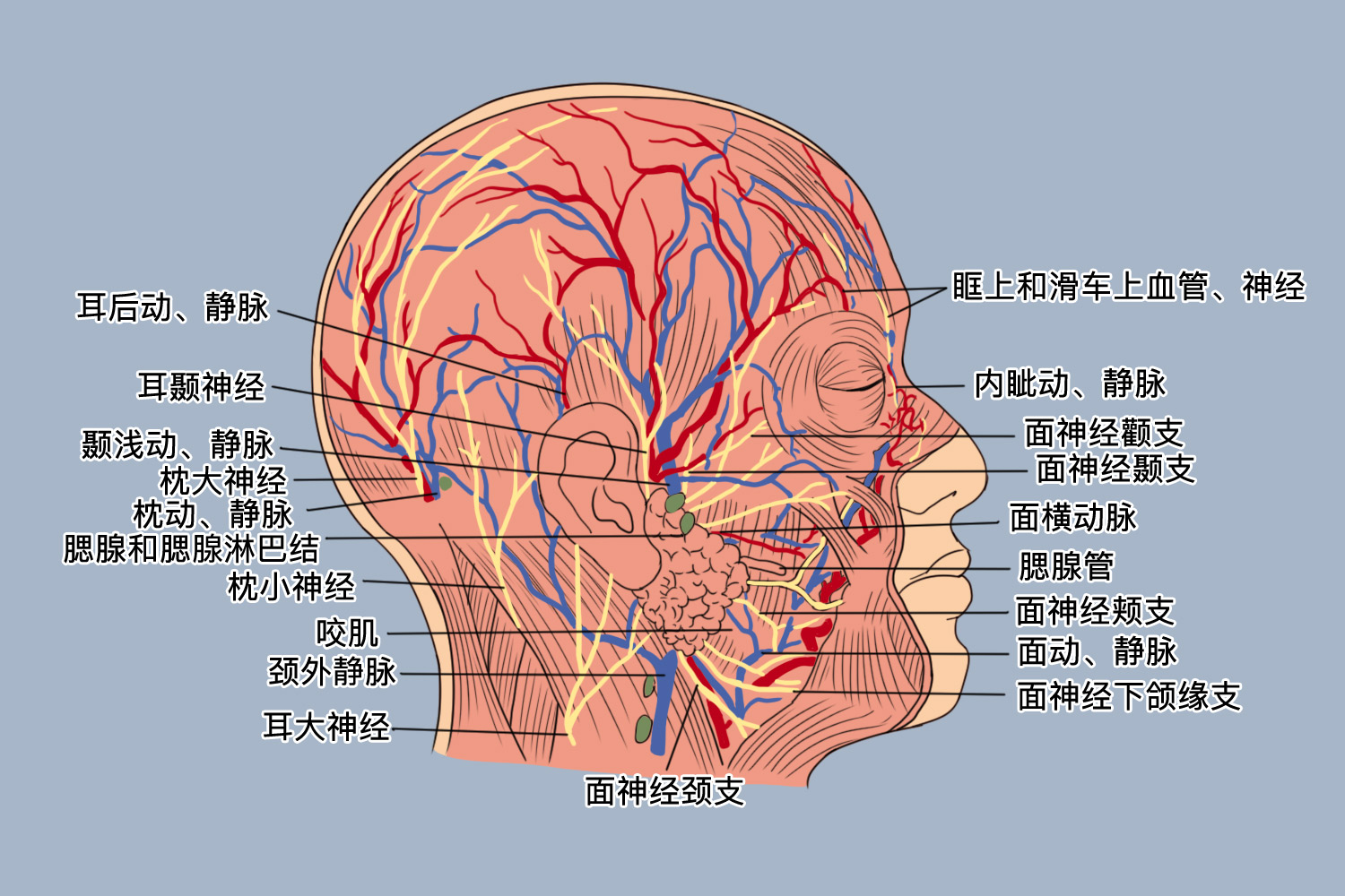 脸部的结构图解 | 百度健康·医学科普