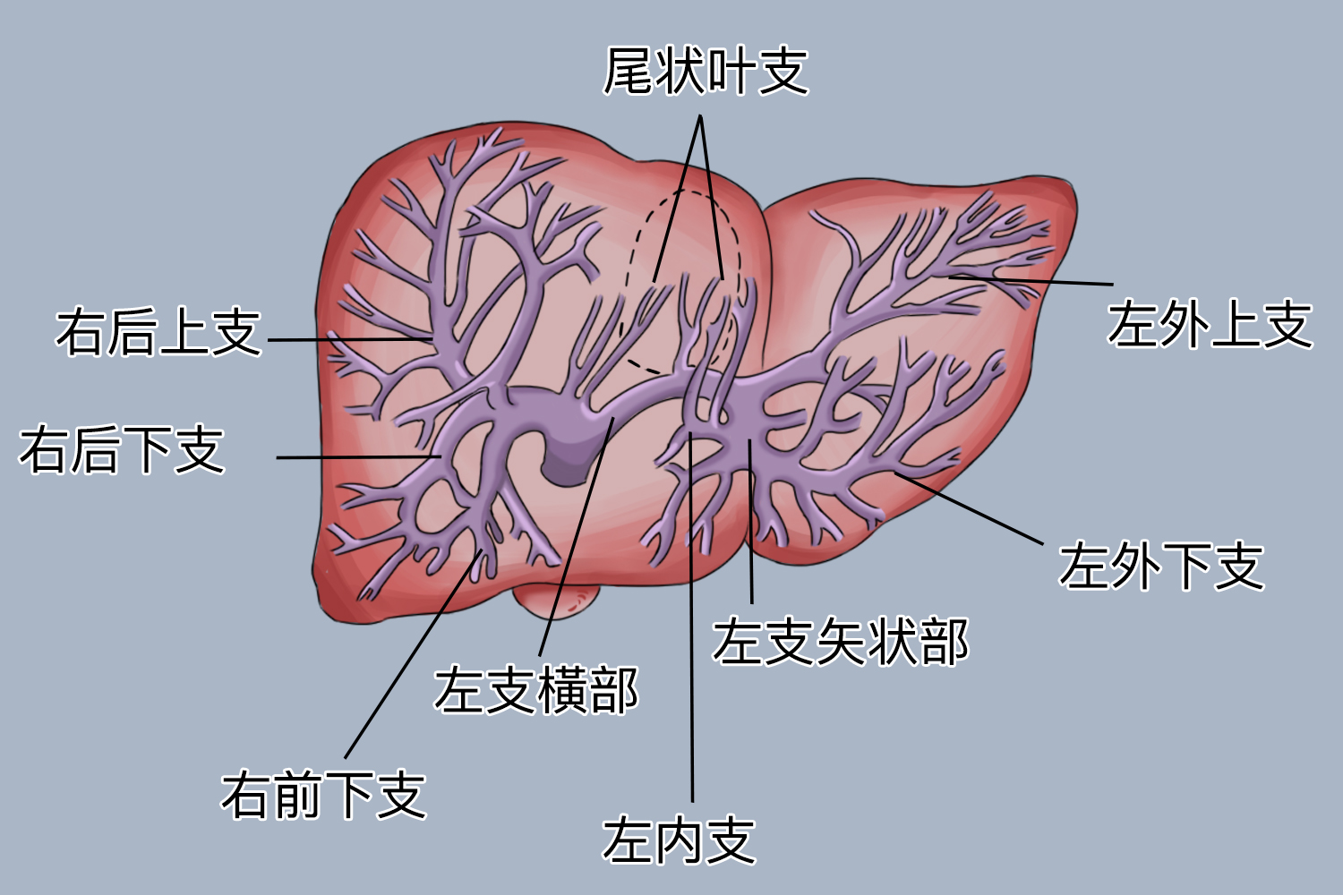 肝静脉和肝门静脉区别图解