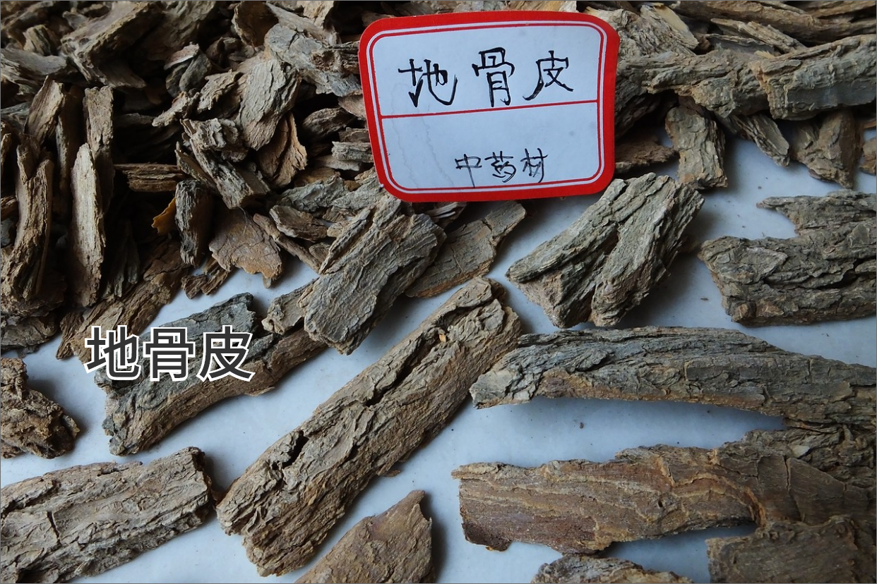 野生枸杞根的作用与用途图片