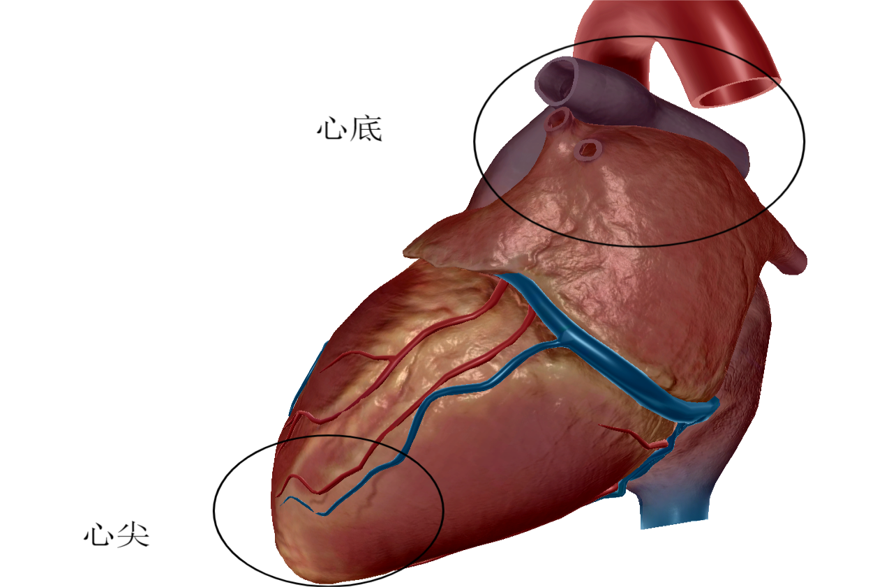 心脏心尖位置图片图片