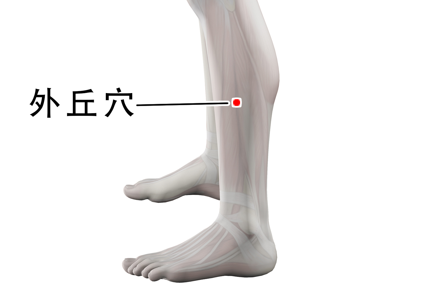 外丘的准确位置图和功效 | 百度健康·医学科普