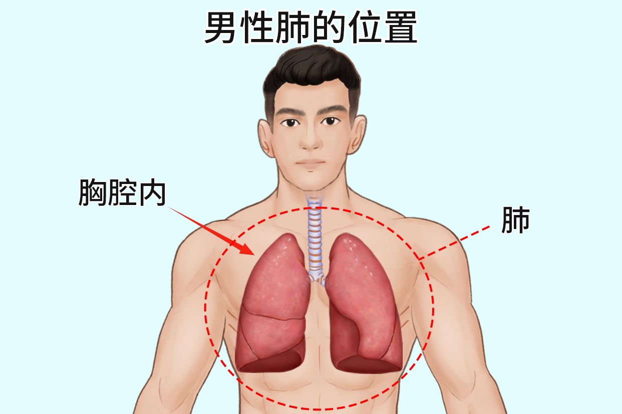 男性肺的位置图