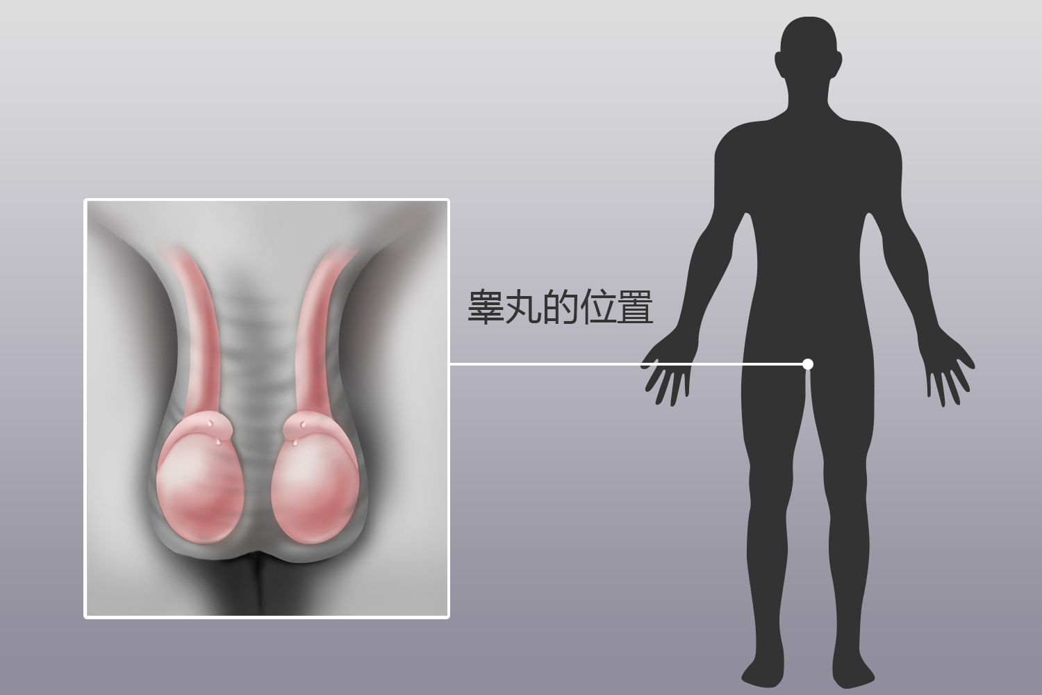 睾丸位置图