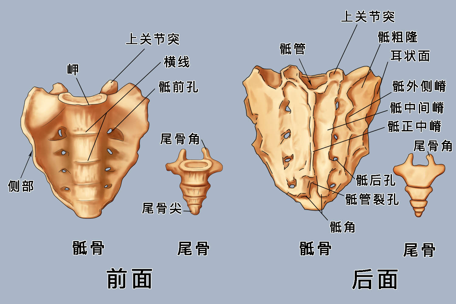 耻骨坐骨骶骨分界图片