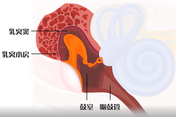中耳结构图