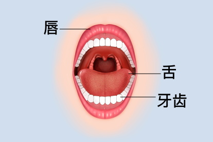 唇、舌、牙齿示意图