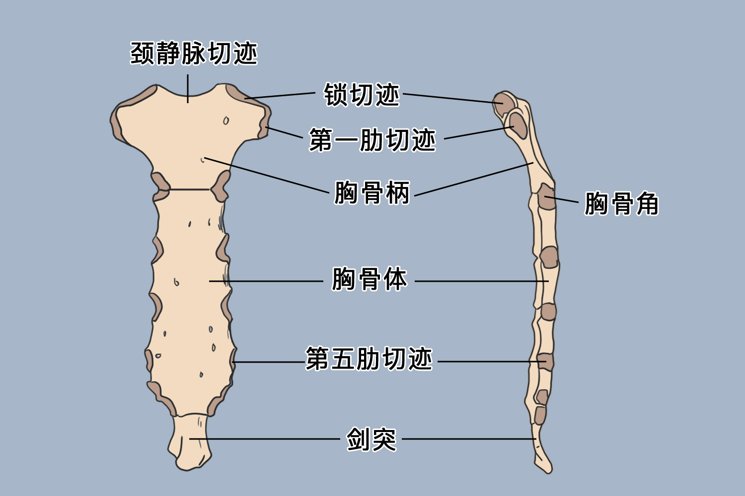 胸骨解剖图片结构图 | 百度健康·医学科普