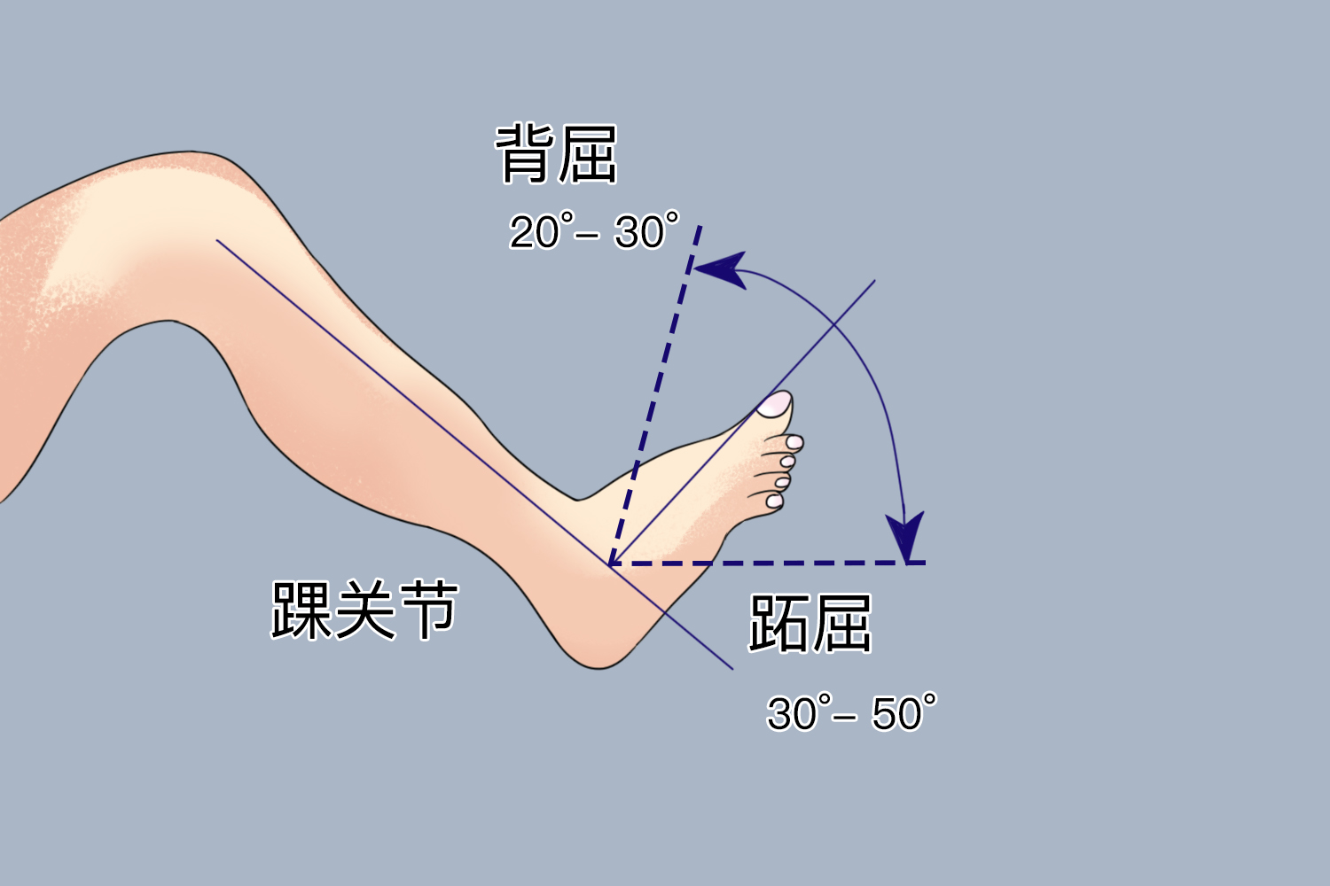 踝关节跖屈与背屈角度图