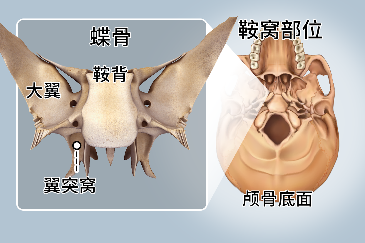 鞍窝是什么在头哪个部位图