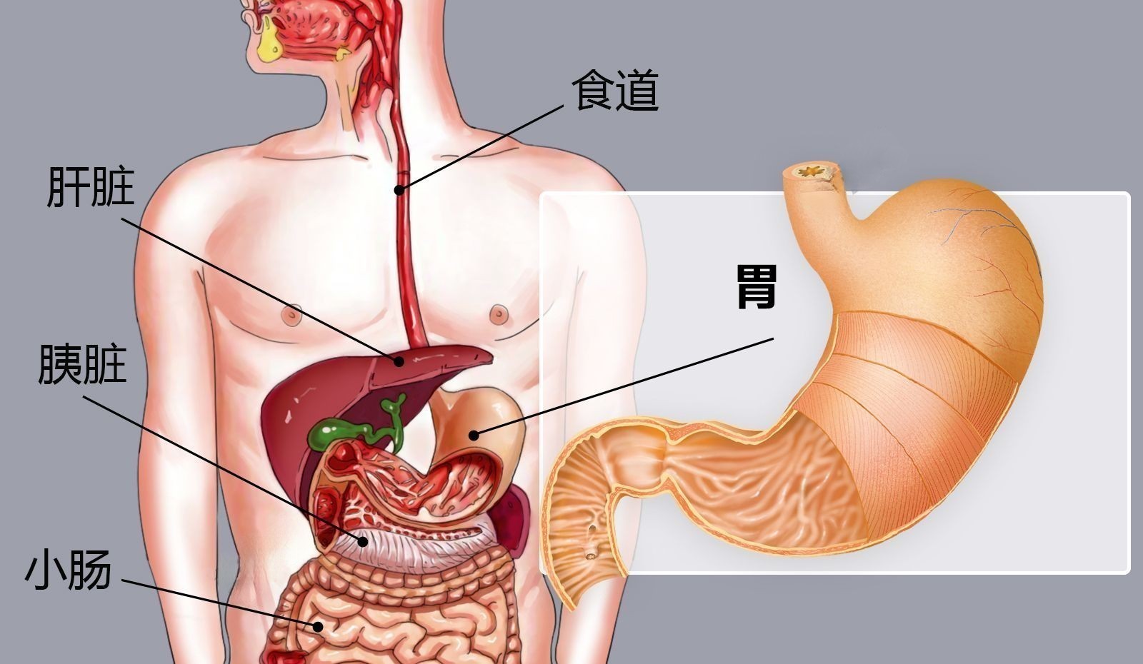 胃位置图